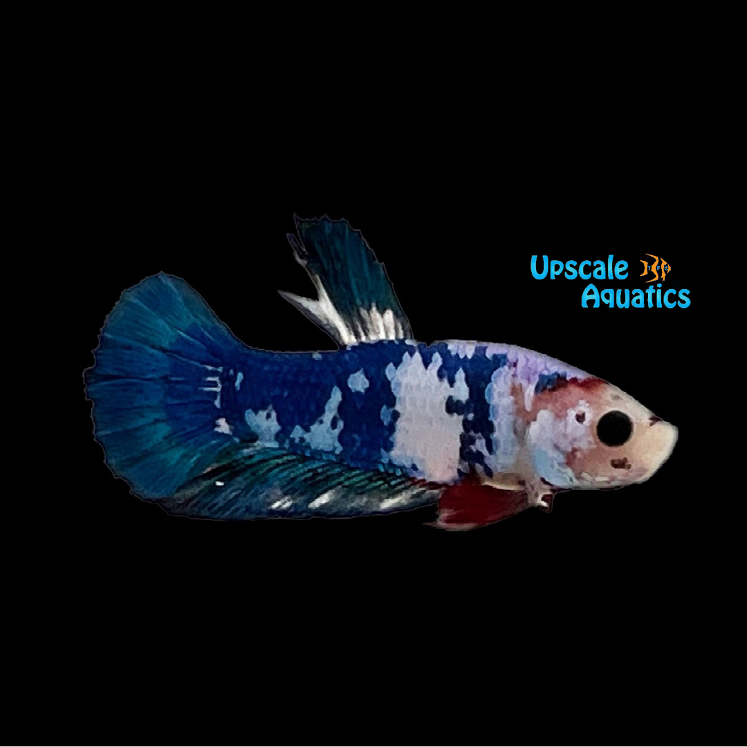 Blue Koi Plakat Betta - Male (Betta splendens)