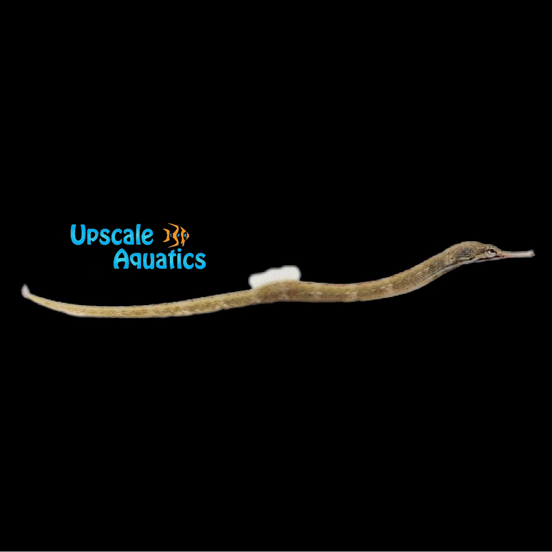 Dragonface Pipefish (Corythoichthys haematopterus)