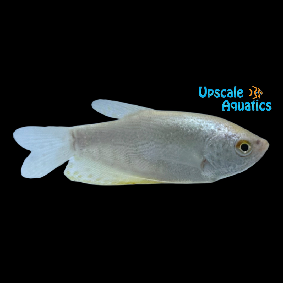 Platinum Gourami (Trichopodus trichopterus)