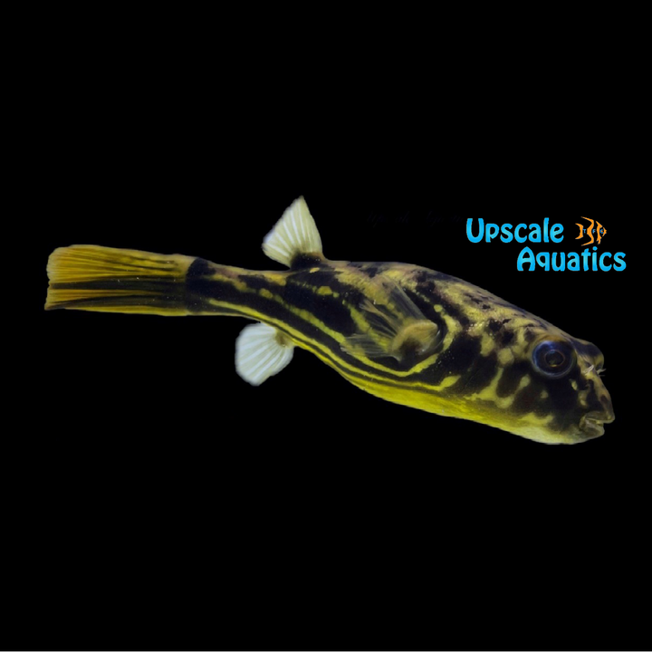 Fahaka Puffer (Tetraodon lineatus)