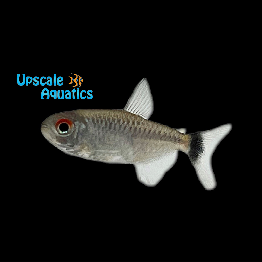 Red Eye Tetra (Moenkhausia sanctaefilomenae)