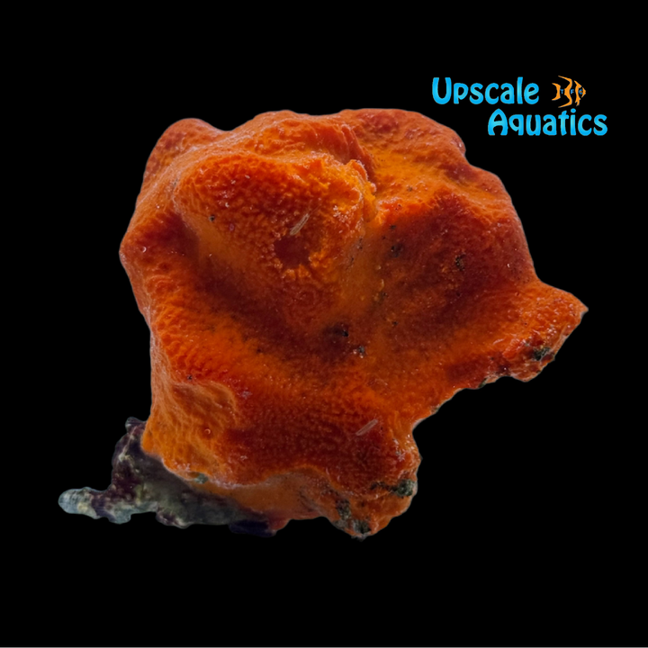 Red Ball Sponge (Pseudaxinella lunaecharta)
