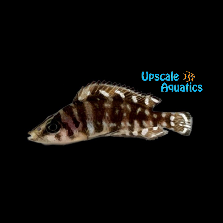 Ink Fin Calvus (Altolamprologus calvus 'Ink Fin')