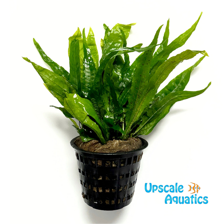 Java Fern (Microsorium pteropus)