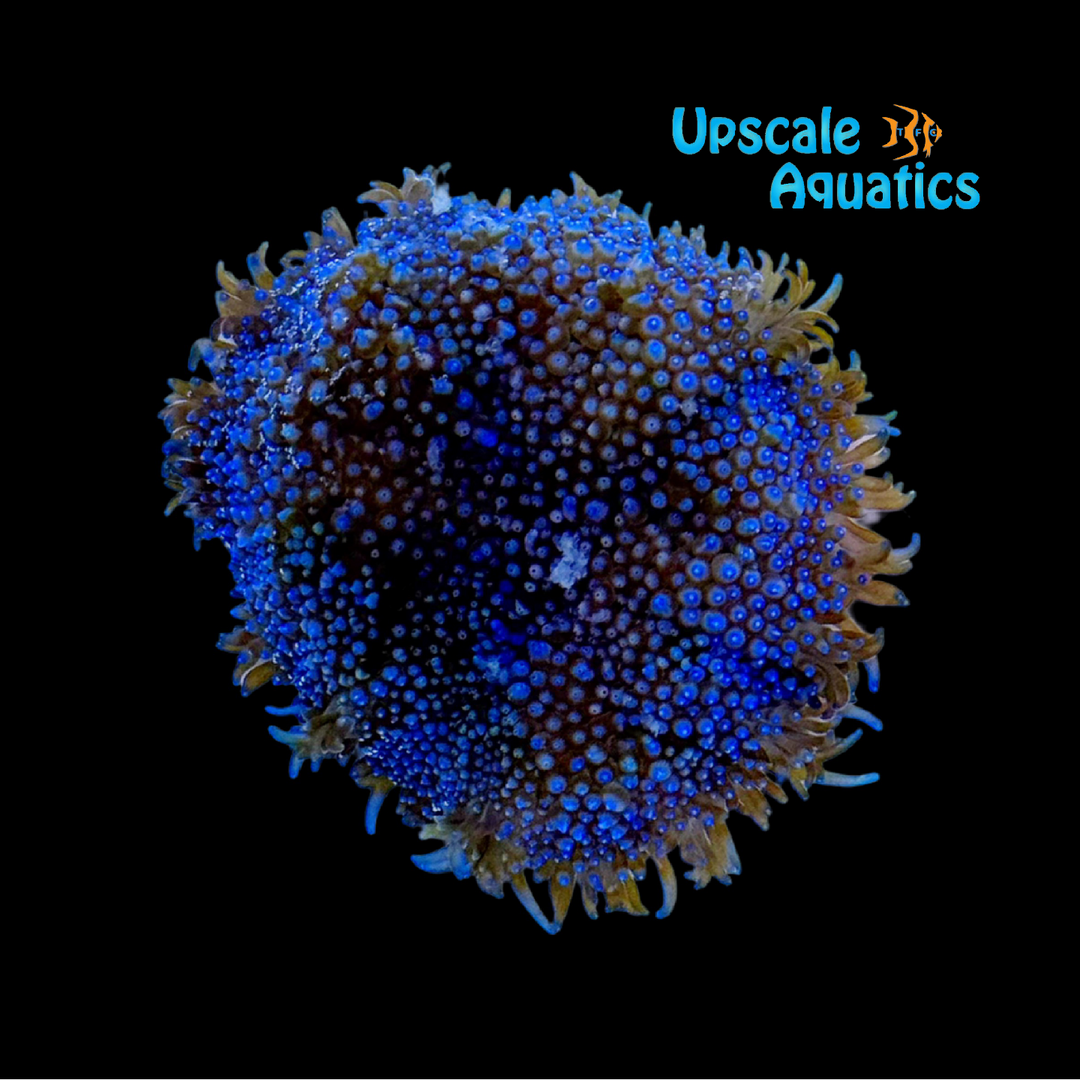 ECC Blue Moon Mini Carpet Anemone (Stichodactyla sp.)