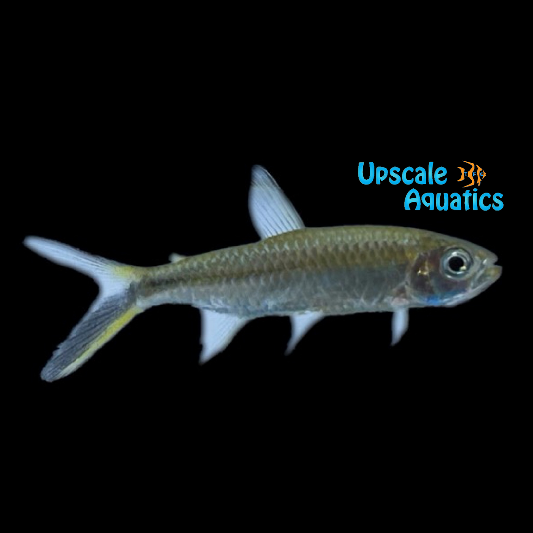 Penguin Tetra (Thayeria boehlkei)