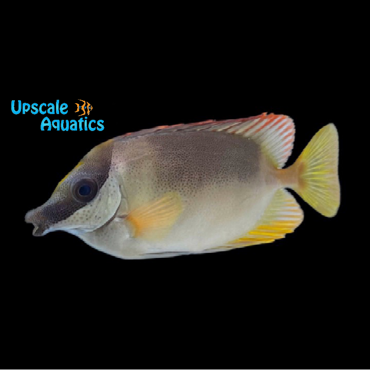 Magnificent Foxface (Siganus magnificus)