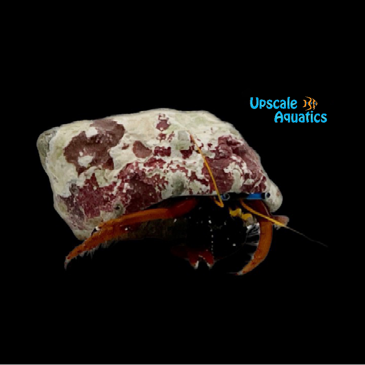 Blue Eyed Hermit Crab (Calcinus gaimardii)