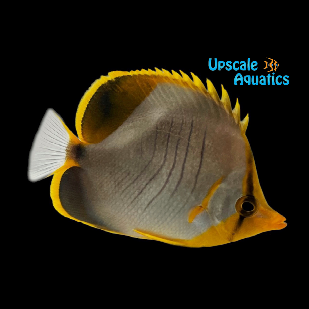 Yellowhead Butterflyfish (Chaetodon xanthocephalus)