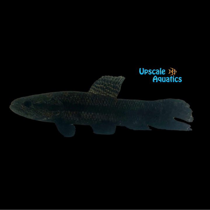 Black Wolf Fish (Hoplias curupira)