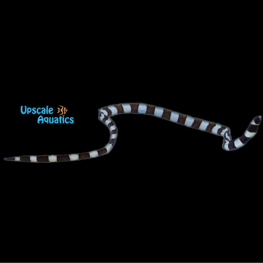 Banded Snake Eel (Myrichthys colubrinus)
