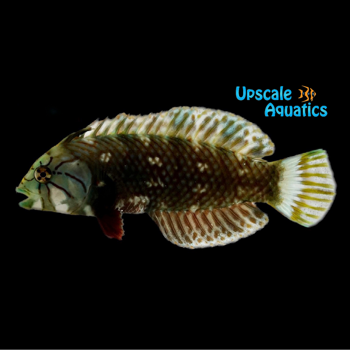 Dragon Wrasse - Juvenile (Novaculichthys taeniourus)