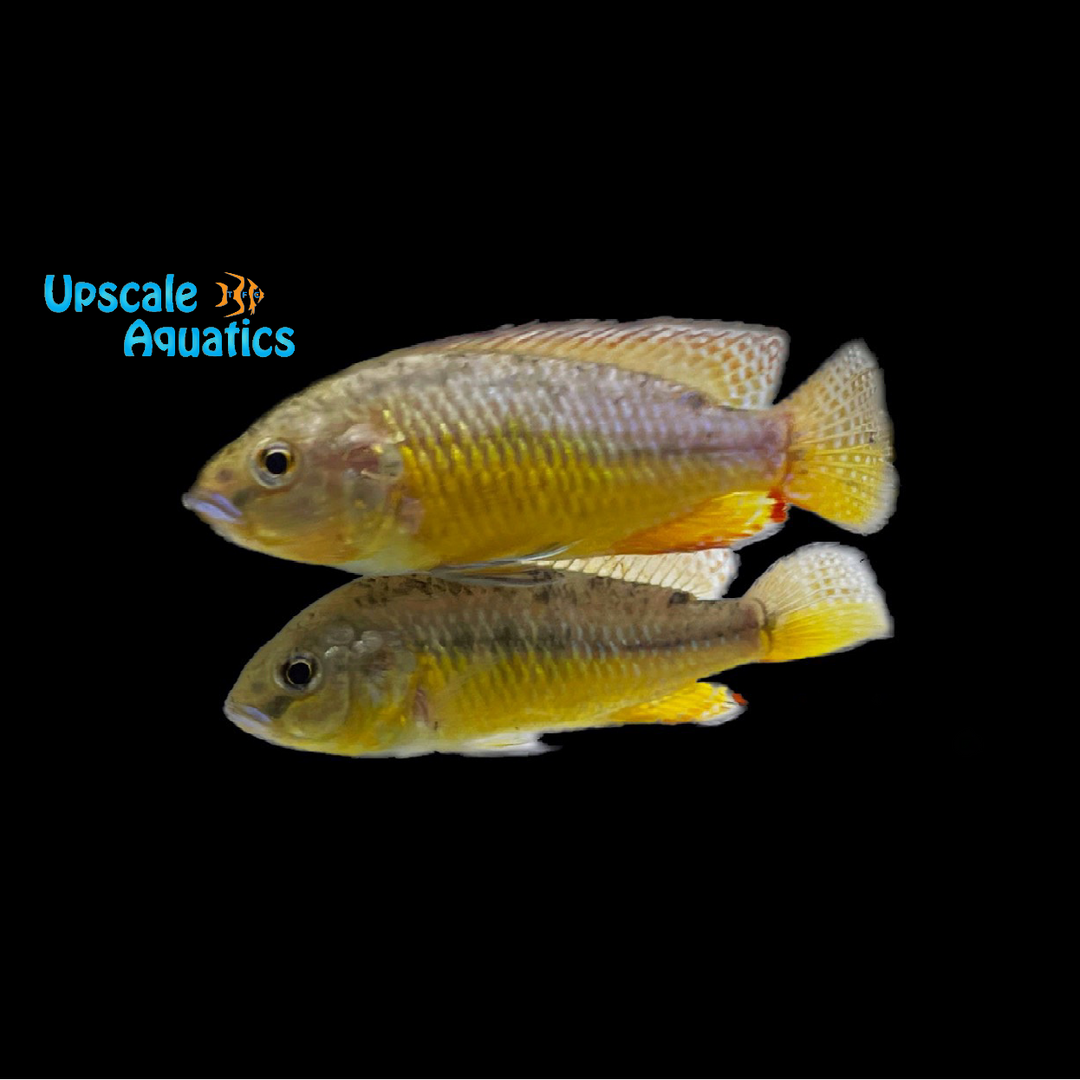 Egyptian Mouthbrooder Cichlid (Pseudocrenilabrus multicolor)