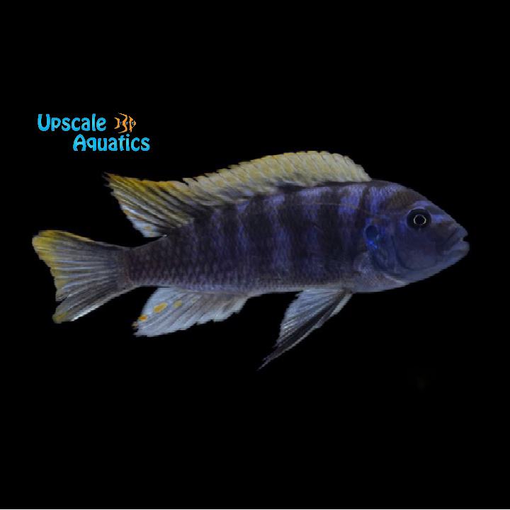 Ndonga Deep Cichlid (Cynotilapia zebroides 'Ndonga Deep')