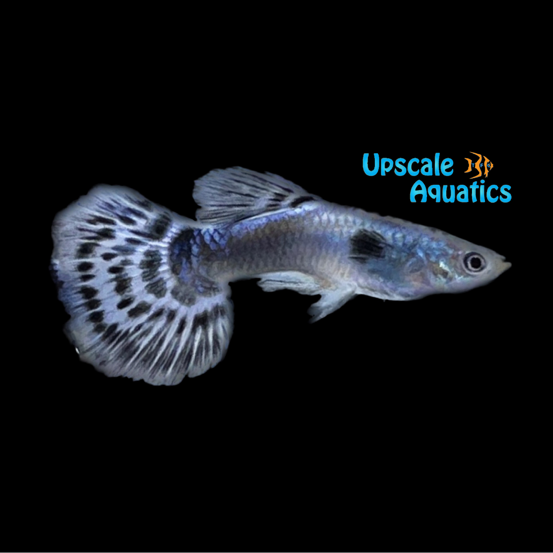 Purple Mosaic Dumbo Guppy (Poecilia reticulata)