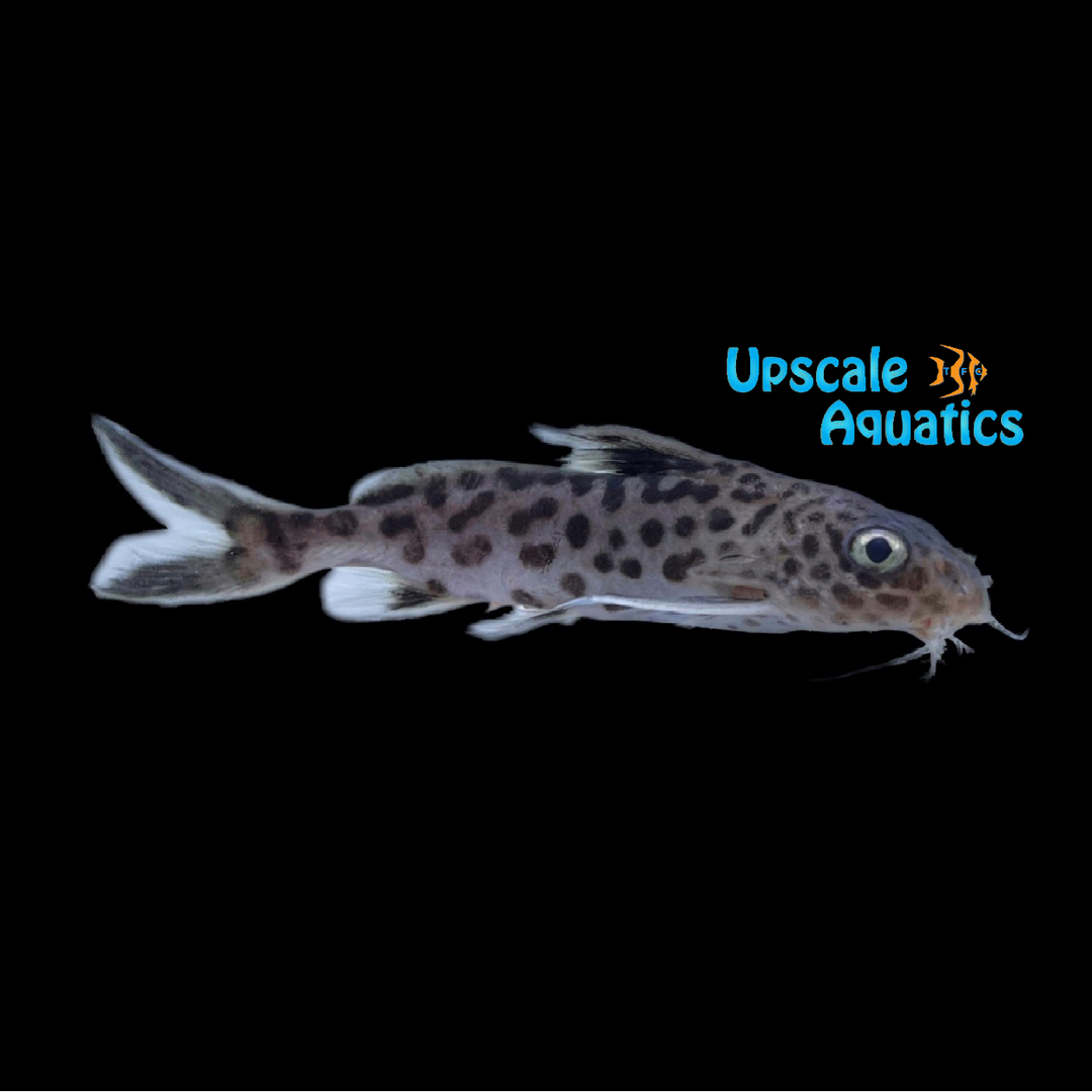 Green Leopard Hybrid Synodontis (Synodontis sp.)
