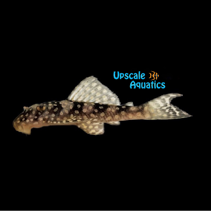 Golden Cloud Pleco L048 (Scobinancistrus pariolispos)