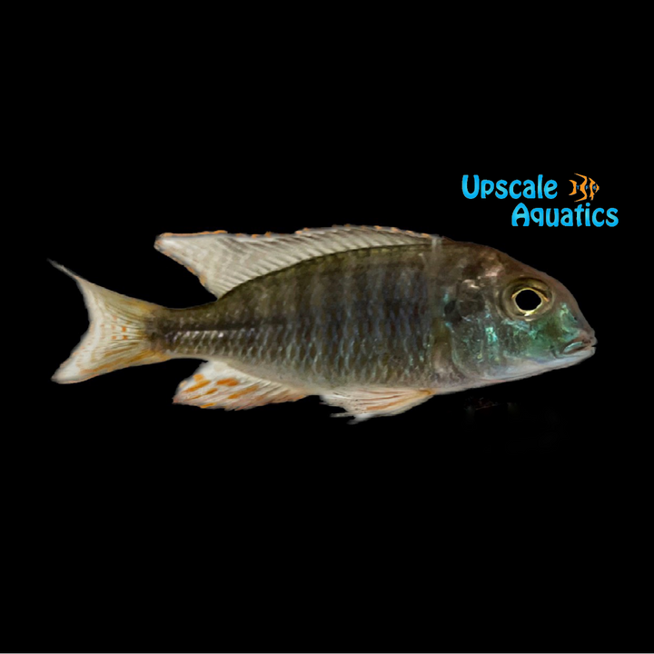 Red Fin Lethrinops (Lethrinops marginatus)