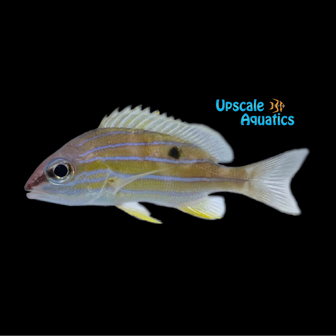 Five Lined Snapper (Lutjanus quinquelineatus)