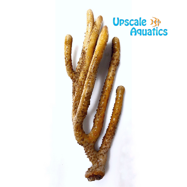 Golden Sea Rod (Eunicea sp.)