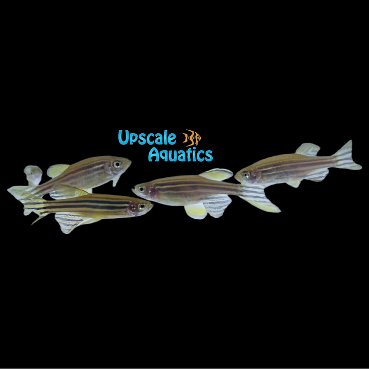 Longfin Zebra Danio (Danio rerio)