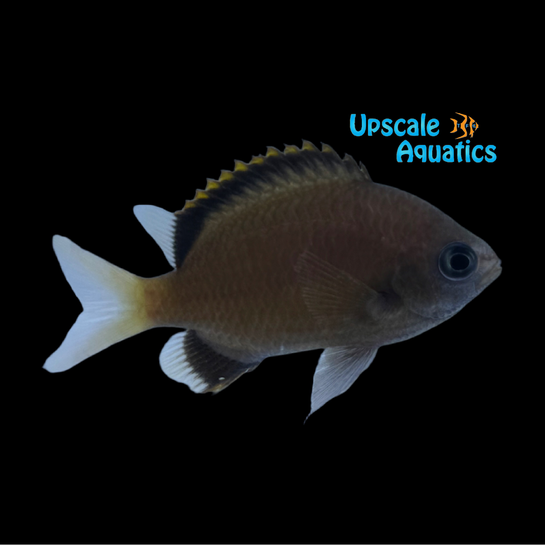 Pemba Chromis (Chromis pembae)