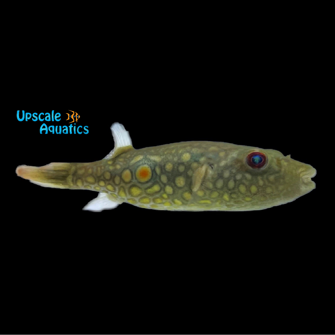 Abei Puffer (Pao abei)