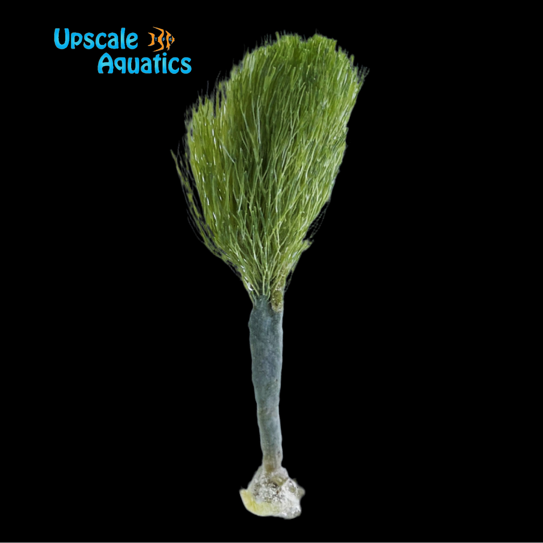 Shaving Brush Macroalgae (Penicillus dumetosus)