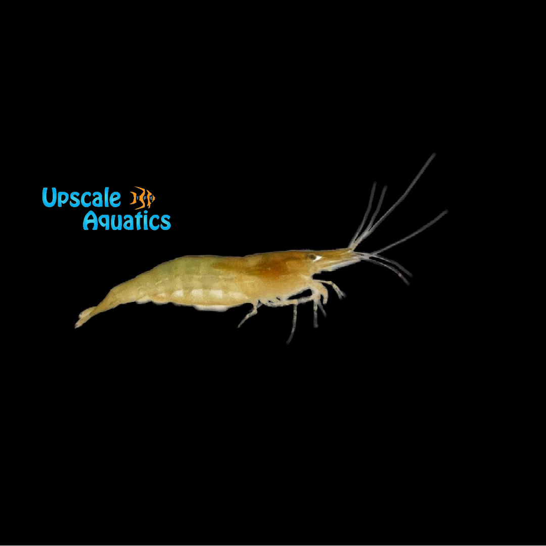 Babaulti Shrimp - Wild (Caridina babaulti)
