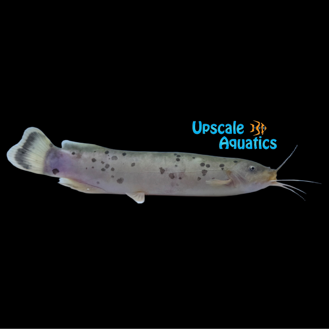 Southern Electric Catfish (Malapterurus beninensis)