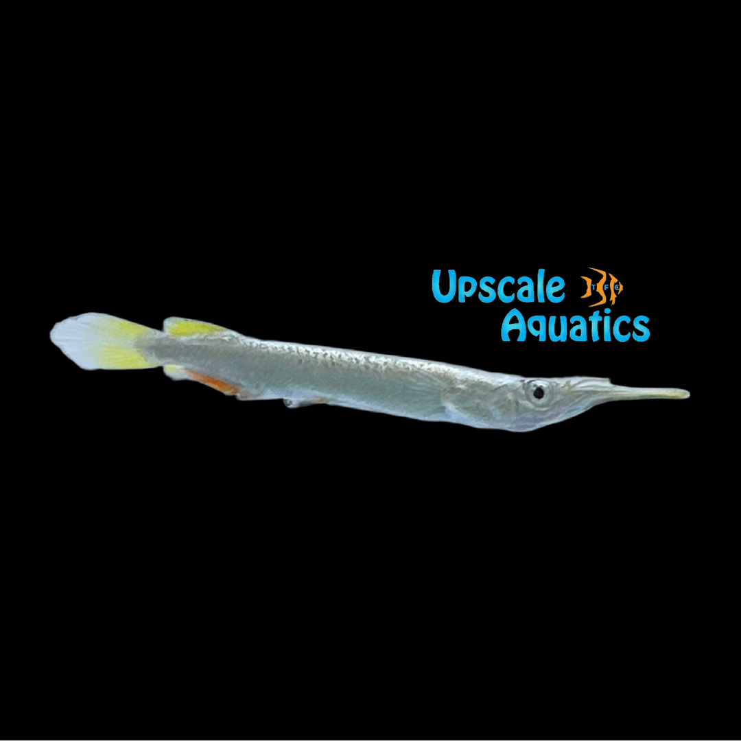 Platinum Wrestling Halfbeak (Dermogenys pusilla)