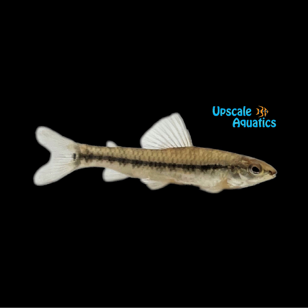 Banded Darter Tetra (Characidium fasciatum)