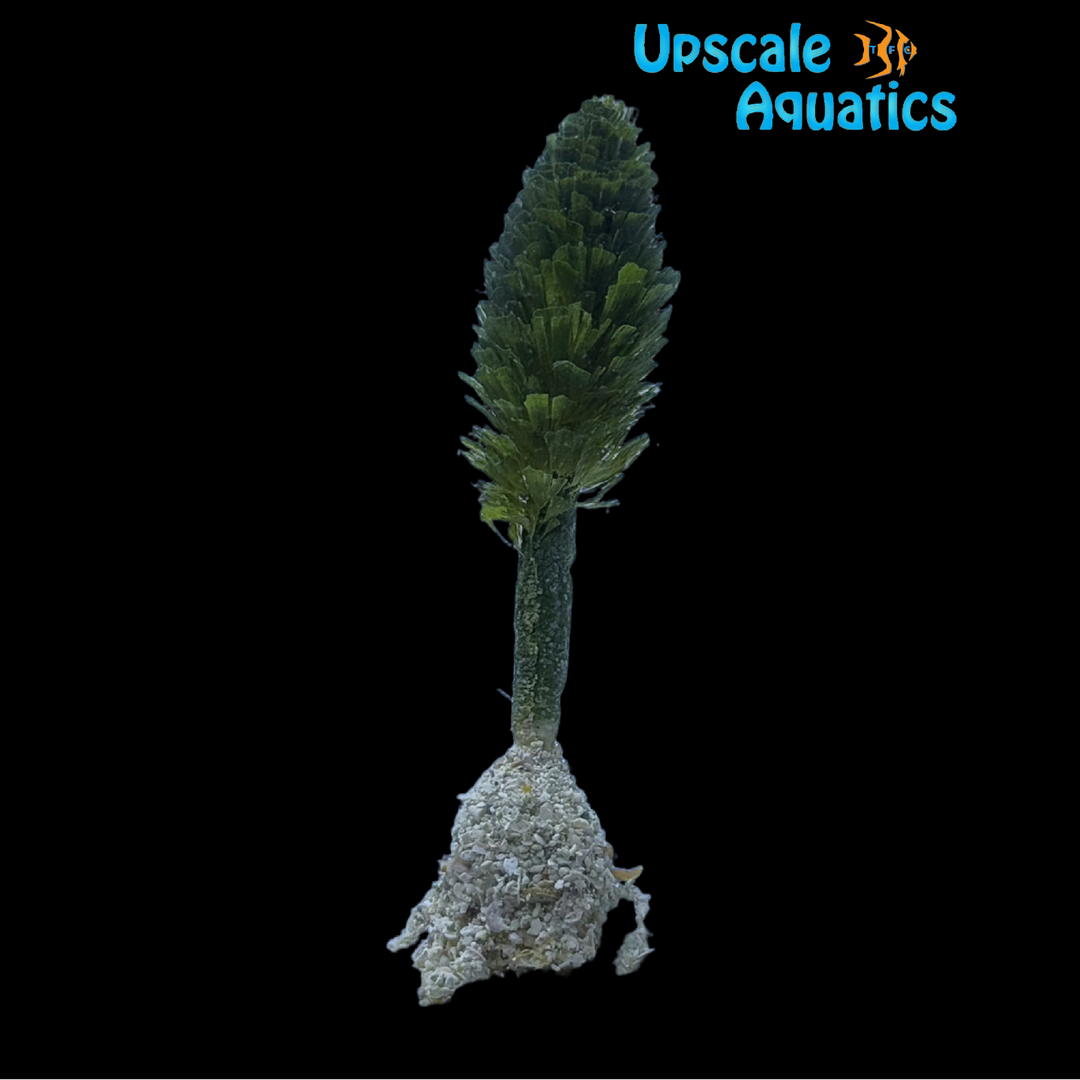 Pinecone Rooted Macroalgae (Rhipocephalus phoenix)