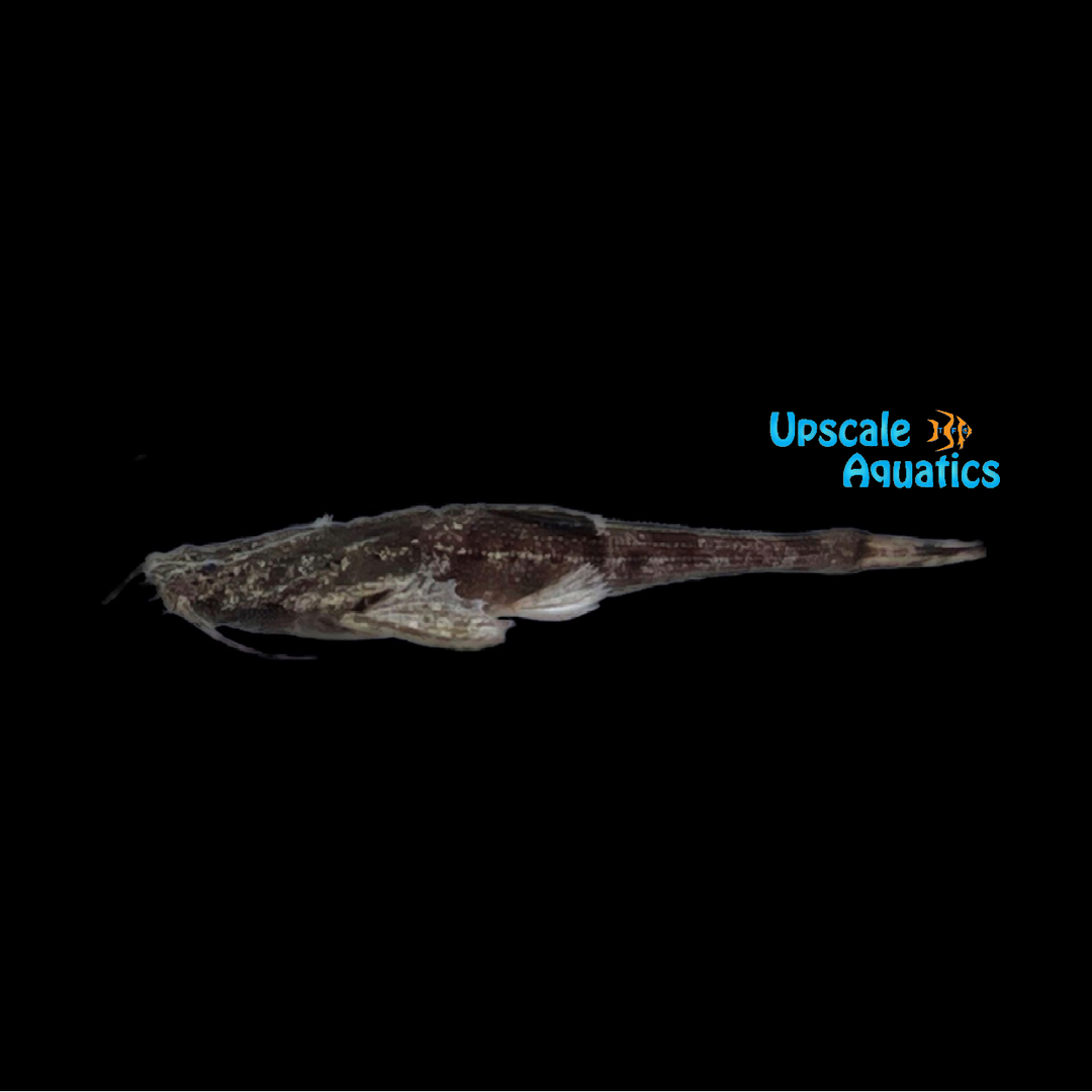 Banjo Catfish (Bunocephalus coracoideus)