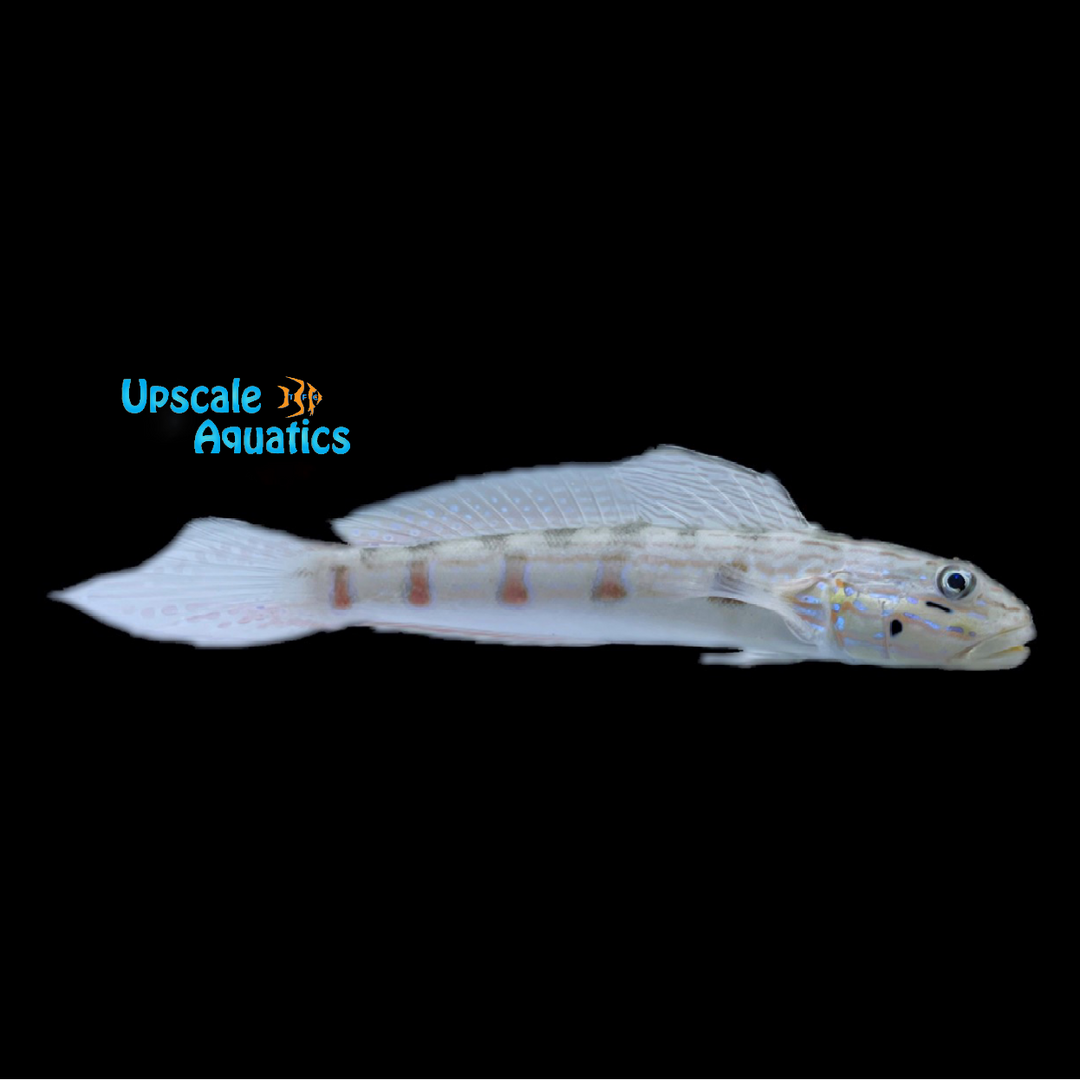 Long-Finned Sleeper Goby (Valenciennea longipinnis)