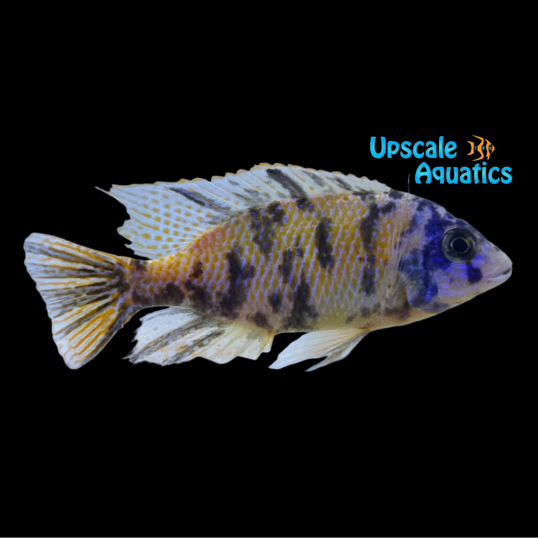 OB Tangerine Tiger Cichlid (Protomelas taeniolatus 'Likoma Island')