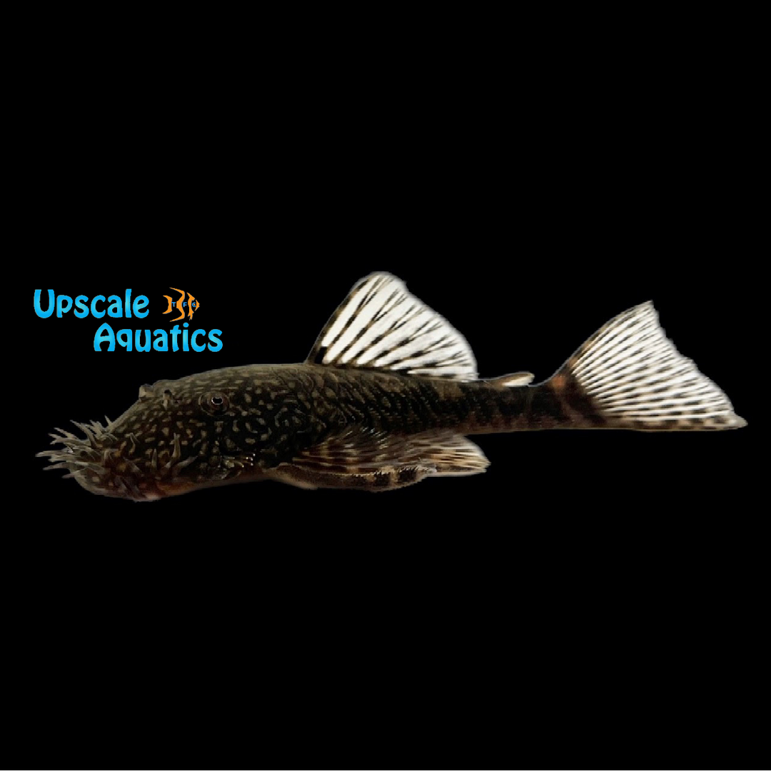 Gold Marbled Bristlenose Pleco LDA08 (Ancistrus claro)