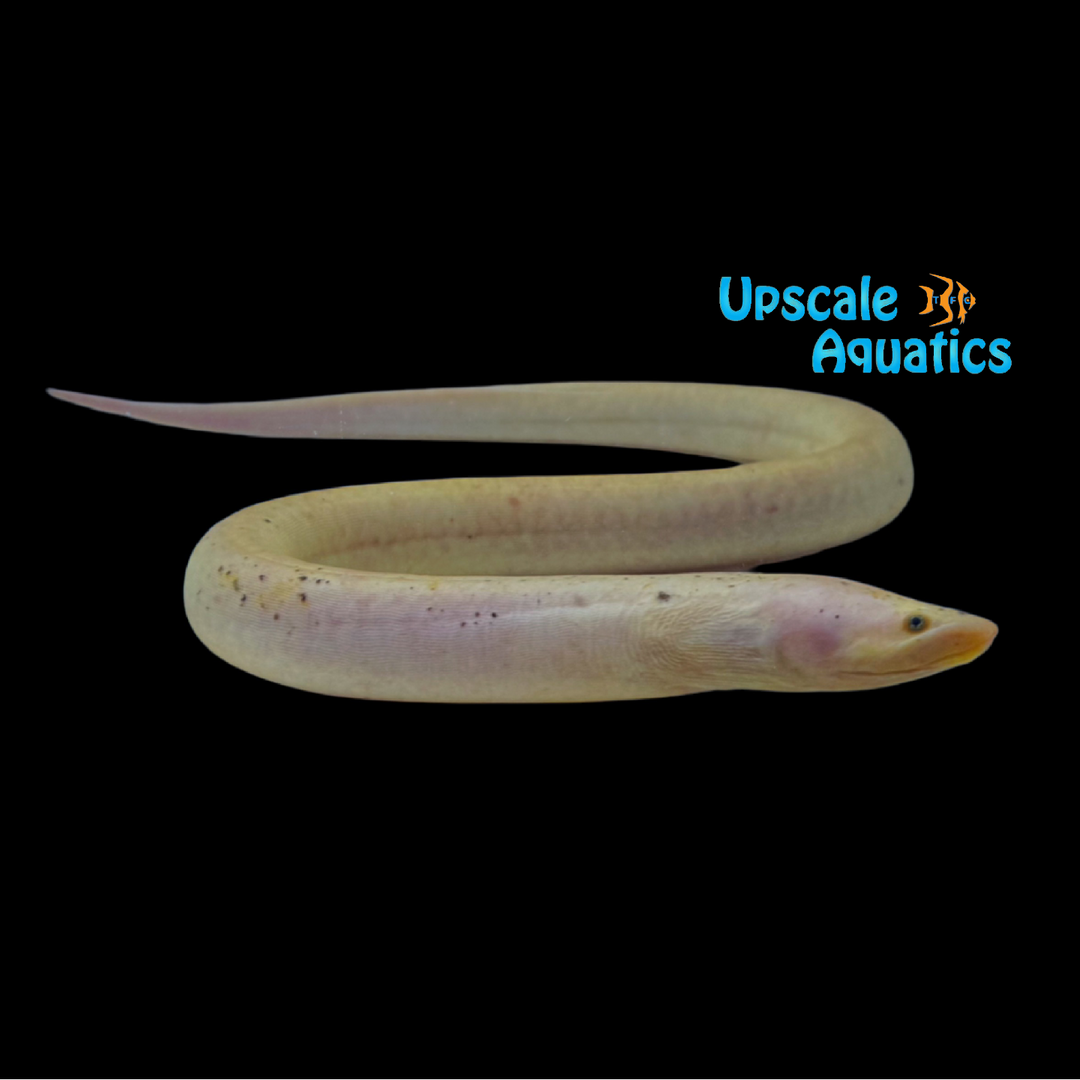 Golden Tulip Eel (Monopterus albus)