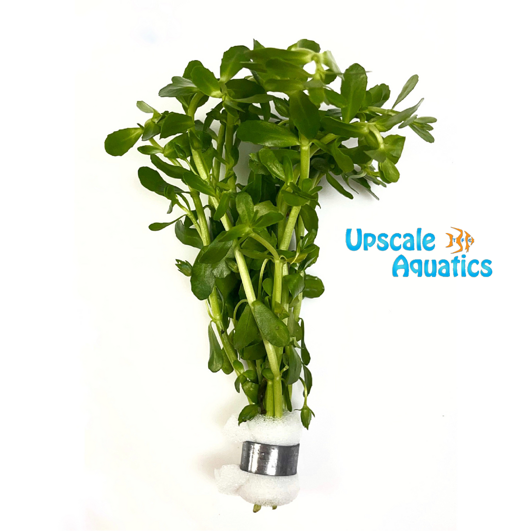 Moneywort (Bacopa monniera)