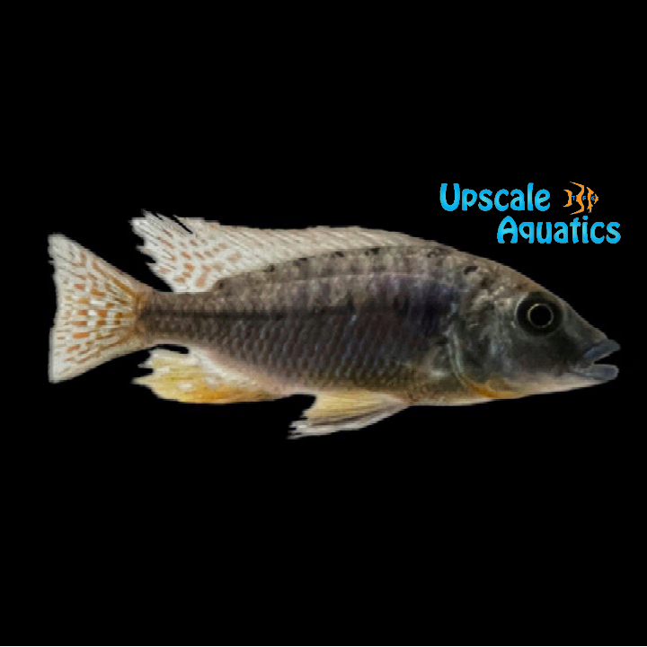 Hertae Hap (Protomelas hertae)
