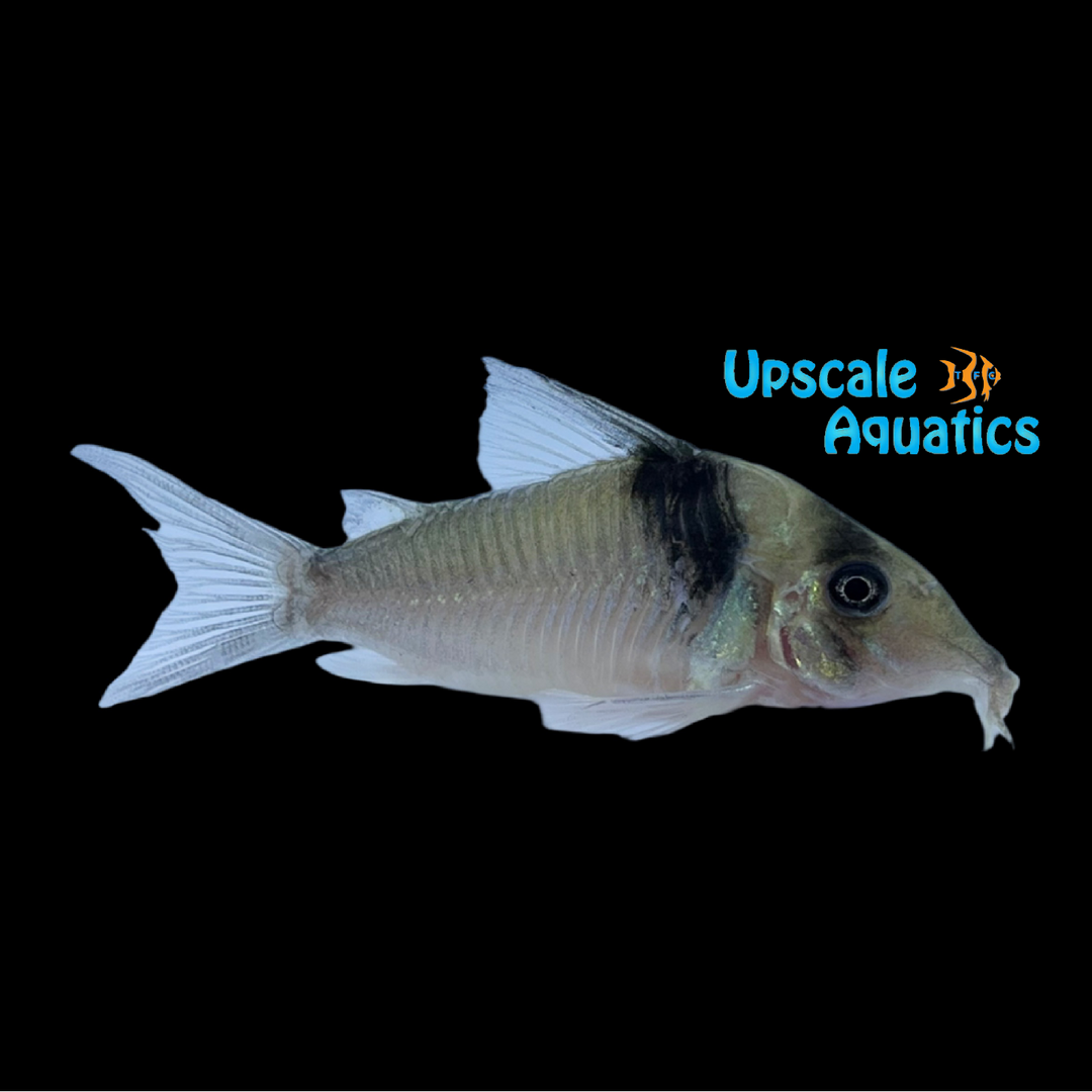Virginiae Cory (Corydoras virginiae)