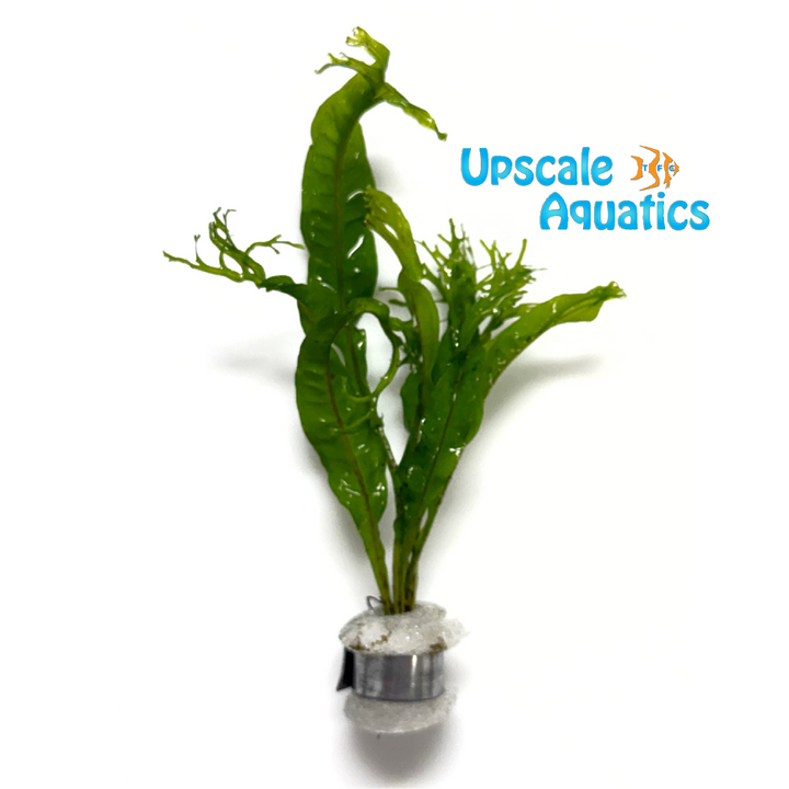 Lacy Java Fern (Microsorum pteropus 'Windelov')