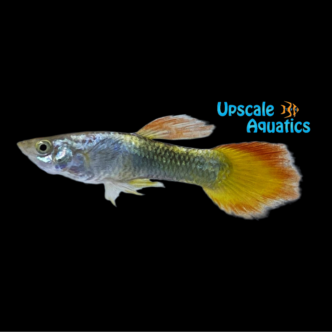 Tequila Sunrise Tuxedo Guppy (Poecilia reticulata)