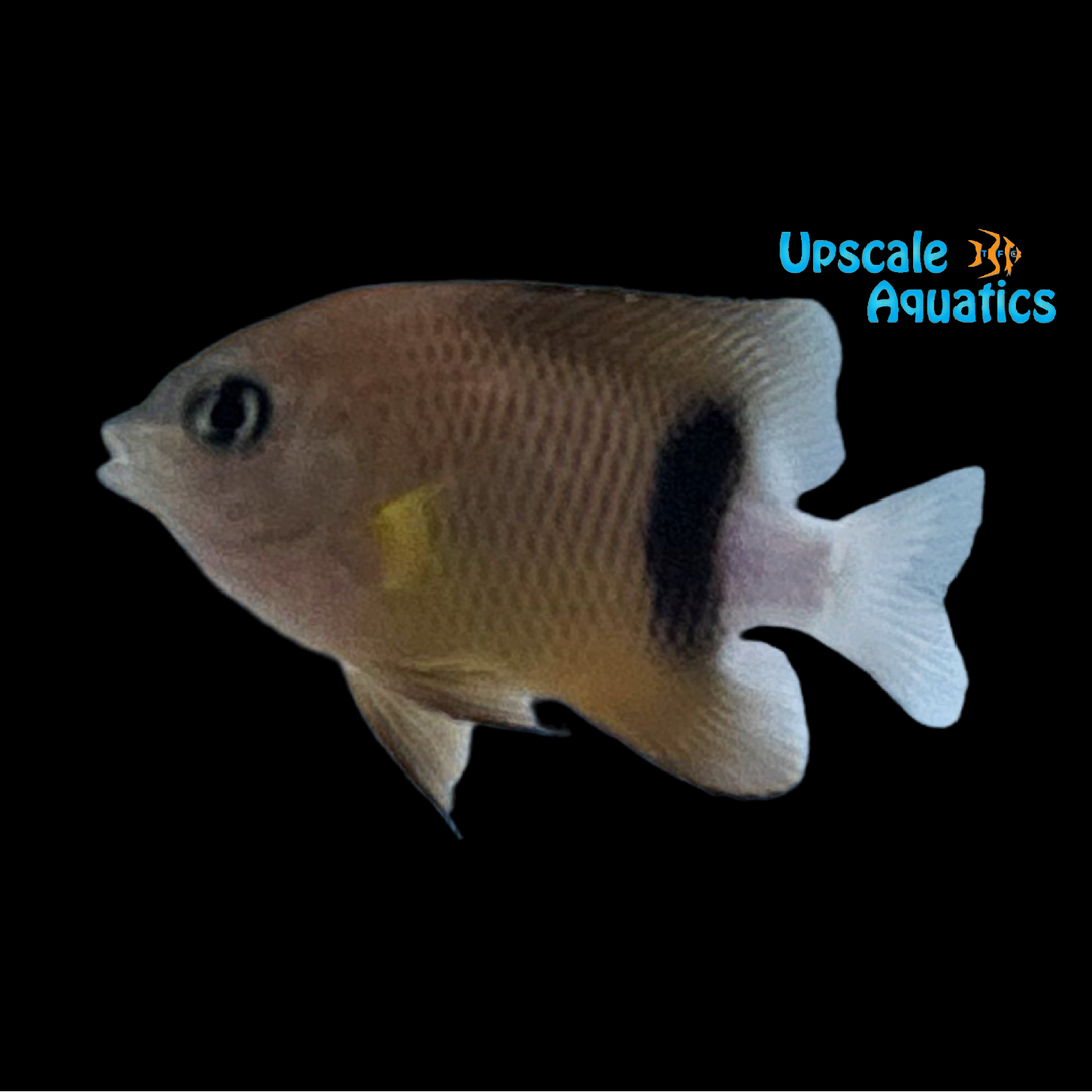 Narrow Bar Reef Damsel (Plectroglyphidodon dickii)