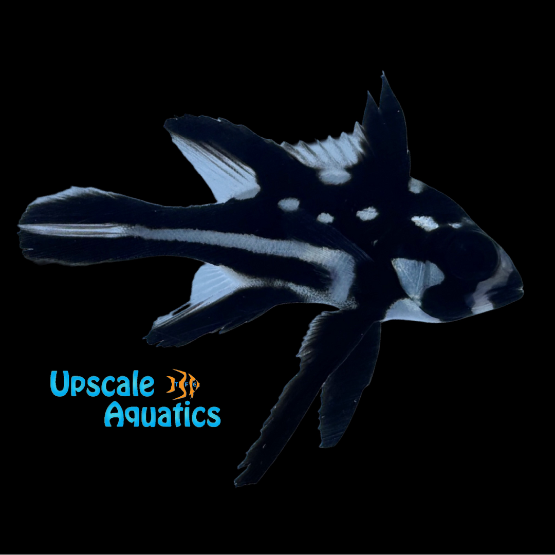 Midnight Snapper (Macolor macularis)