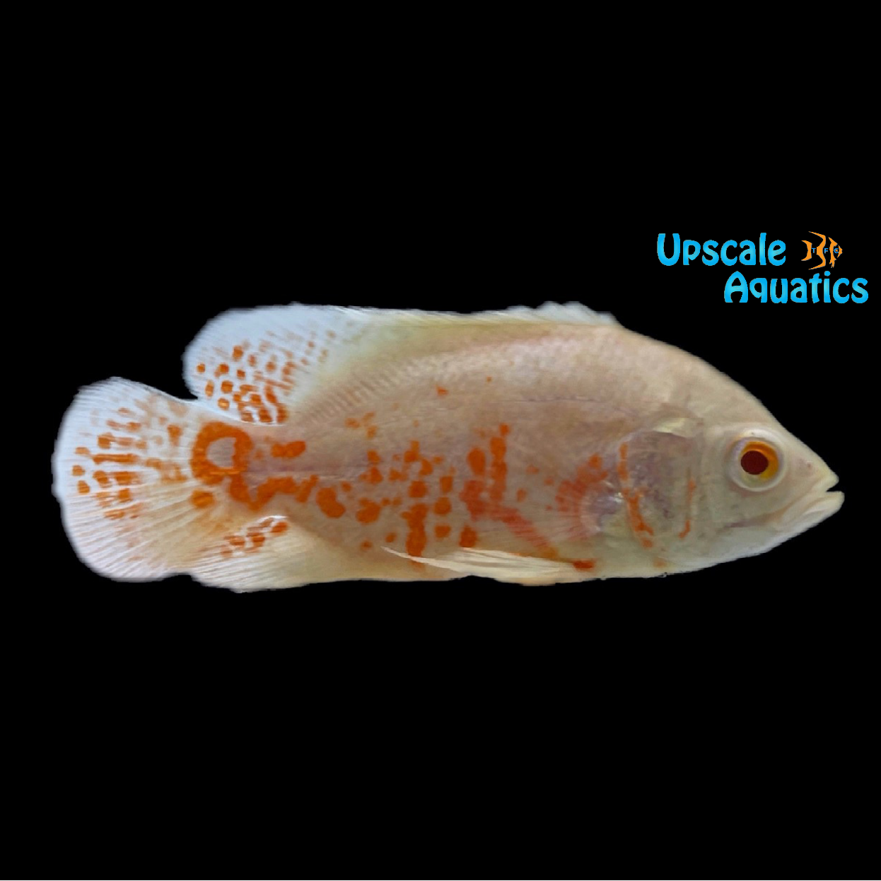 Albino Tiger Oscar Astronotus Ocellatus Upscale Aquatics