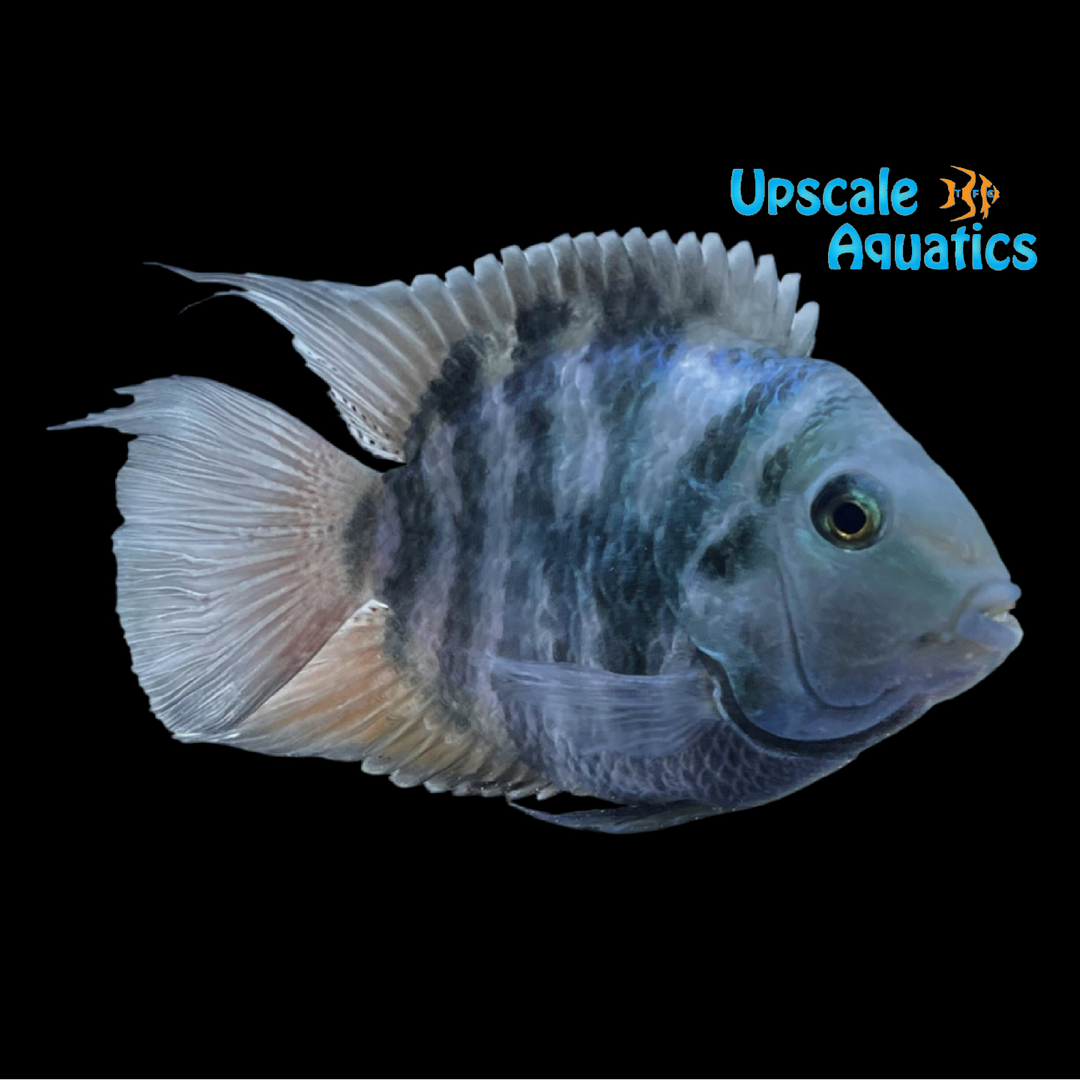 Polar Blue Parrot Convict Cichlid (Cryptoheros sp.)