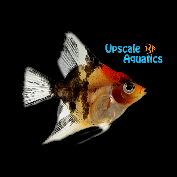 Red Devil Angelfish (Pterophyllum scalare)