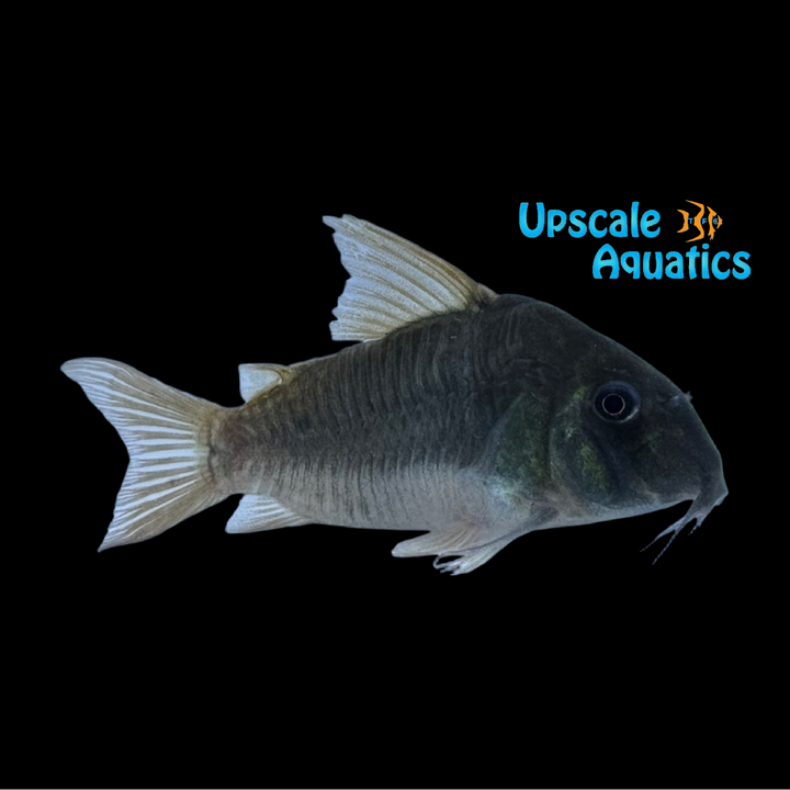 Concolor Cory (Corydoras concolor)