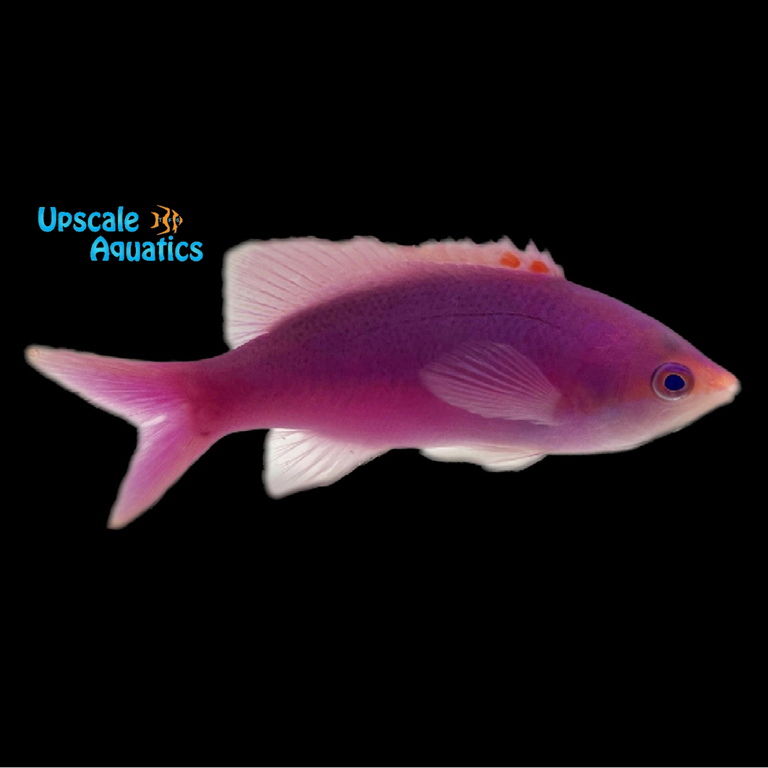 Amethyst Anthias (Pseudanthias pascalus)